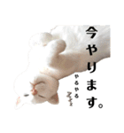 しまゆきコロン日和（個別スタンプ：23）