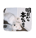 僕、てんくん（個別スタンプ：7）