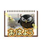 まめろーとまさはるスタンプ（個別スタンプ：1）