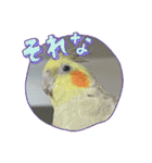 まめろーとまさはるスタンプ（個別スタンプ：12）