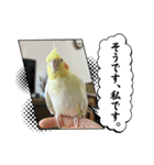 まめろーとまさはるスタンプ（個別スタンプ：15）