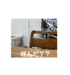 トイプードルののあち（個別スタンプ：1）