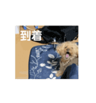 トイプードルののあち（個別スタンプ：7）