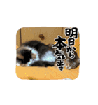 ねこ⭐︎日々（個別スタンプ：3）