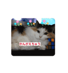 ねこ⭐︎日々（個別スタンプ：14）