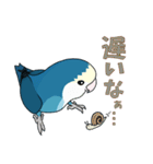 コザクラインコ好きスタンプ2 ブルー系Ver.（個別スタンプ：19）