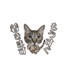 動く猫のすたんぷ。。。（個別スタンプ：11）