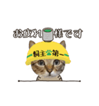 動く猫のすたんぷ。。。（個別スタンプ：12）