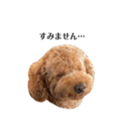 アポチャンスタンプ（個別スタンプ：10）