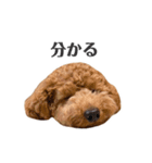 アポチャンスタンプ（個別スタンプ：21）
