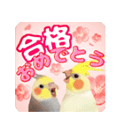 【インコ】動く！桜でお祝いPop-Up（個別スタンプ：1）