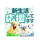 【インコ】動く！桜でお祝いPop-Up（個別スタンプ：4）