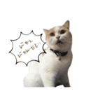 愛猫ラテのお告げ（個別スタンプ：1）