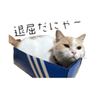 愛猫ラテのお告げ（個別スタンプ：3）