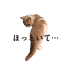愛猫ラテのお告げ（個別スタンプ：4）