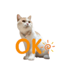 愛猫ラテのお告げ（個別スタンプ：5）