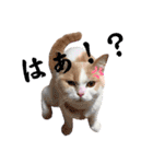 愛猫ラテのお告げ（個別スタンプ：6）