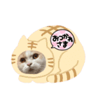 愛猫ラテのお告げ（個別スタンプ：7）