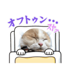愛猫ラテのお告げ（個別スタンプ：8）