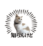 愛猫ラテのお告げ（個別スタンプ：13）