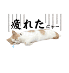 愛猫ラテのお告げ（個別スタンプ：14）