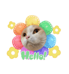 愛猫ラテのお告げ（個別スタンプ：16）