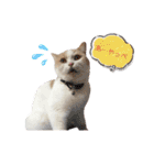 愛猫ラテのお告げ（個別スタンプ：17）