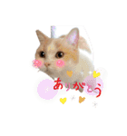 愛猫ラテのお告げ（個別スタンプ：18）