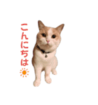 愛猫ラテのお告げ（個別スタンプ：19）
