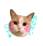 愛猫ラテのお告げ（個別スタンプ：20）