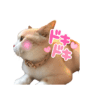 愛猫ラテのお告げ（個別スタンプ：21）
