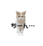 愛猫ラテのお告げ（個別スタンプ：23）