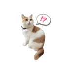 愛猫ラテのお告げ（個別スタンプ：25）