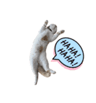 愛猫ラテのお告げ（個別スタンプ：26）