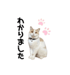 愛猫ラテのお告げ（個別スタンプ：27）