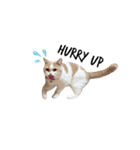 愛猫ラテのお告げ（個別スタンプ：28）