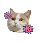 愛猫ラテのお告げ（個別スタンプ：29）