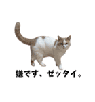 愛猫ラテのお告げ（個別スタンプ：30）