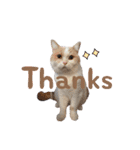 愛猫ラテのお告げ（個別スタンプ：31）