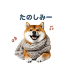 毎日使える実写しば犬【連絡・かわいい】（個別スタンプ：5）