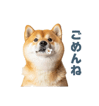 毎日使える実写しば犬【連絡・かわいい】（個別スタンプ：9）