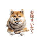 毎日使える実写しば犬【連絡・かわいい】（個別スタンプ：16）