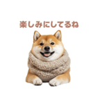 毎日使える実写しば犬【連絡・かわいい】（個別スタンプ：31）