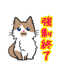 【保護猫】ビジネス向き？【日常会話も！】（個別スタンプ：21）