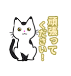 【保護猫】ビジネス向き？【日常会話も！】（個別スタンプ：25）