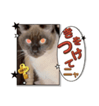 フィガロ＆チロル3（個別スタンプ：4）