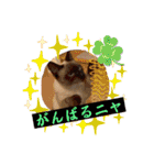 フィガロ＆チロル3（個別スタンプ：5）