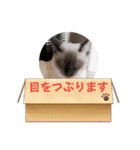 フィガロ＆チロル3（個別スタンプ：6）