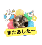 フィガロ＆チロル3（個別スタンプ：7）