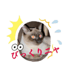 フィガロ＆チロル3（個別スタンプ：8）